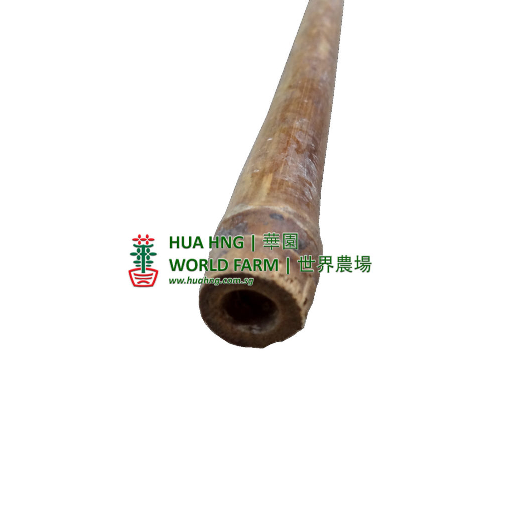 Bamboo Stick 4 Feet 5 10mm   Bamboo Stick 1500px Wm3 1024x1024 